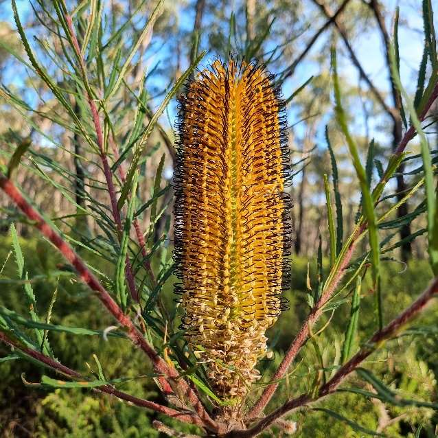 Hairpin Banksia flower