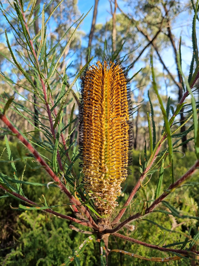 Hairpin banksia flower